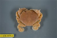 藏品(繁點紋腕蟹)的圖片